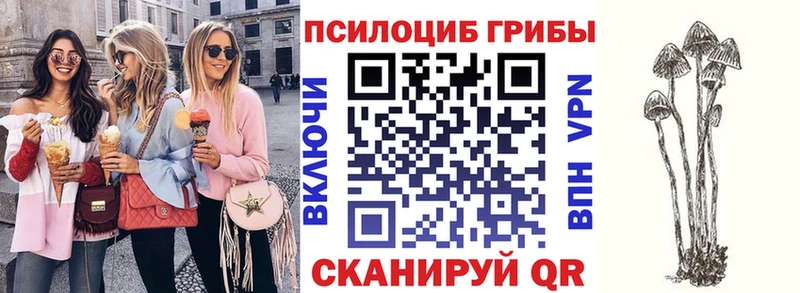 купить наркоту  Люберцы  Псилоцибиновые грибы мицелий 